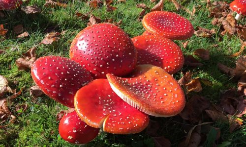 IMG-20171003-WA0010